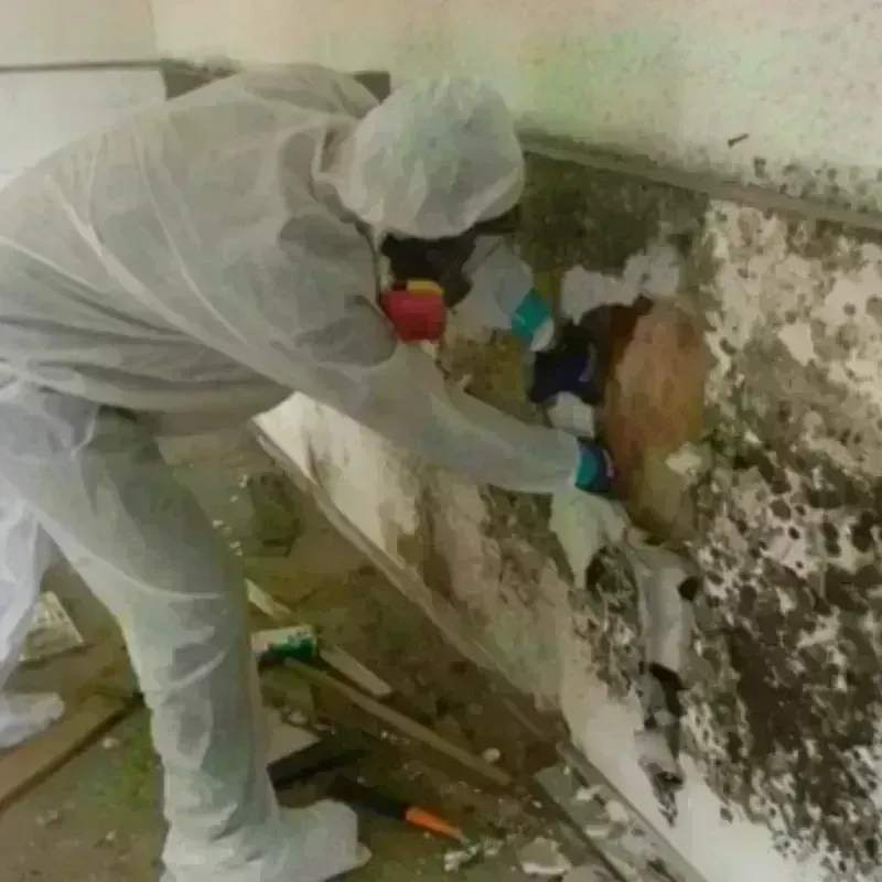 Mold Remediation and Removal in Houghton County, MI